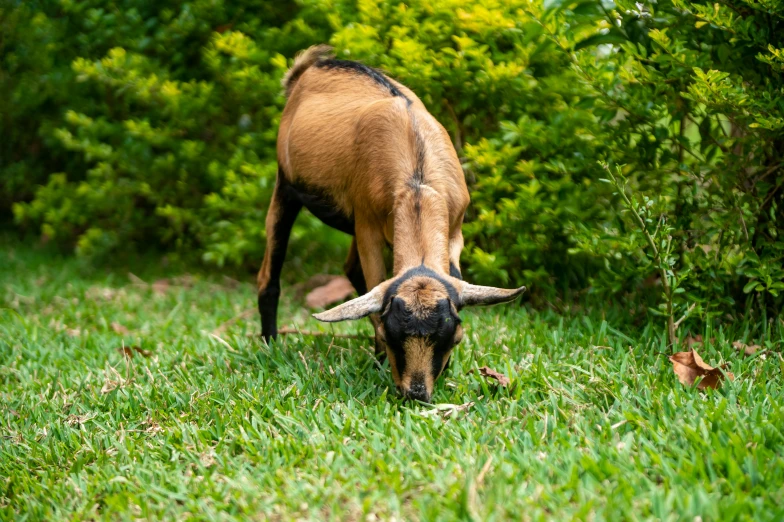 a brown goat eating some grass in the woods