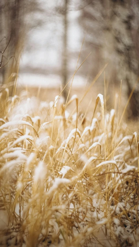 a snow covered field with very tall grass