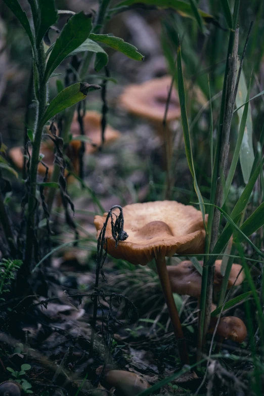 mushrooms are growing on the grass in a clearing