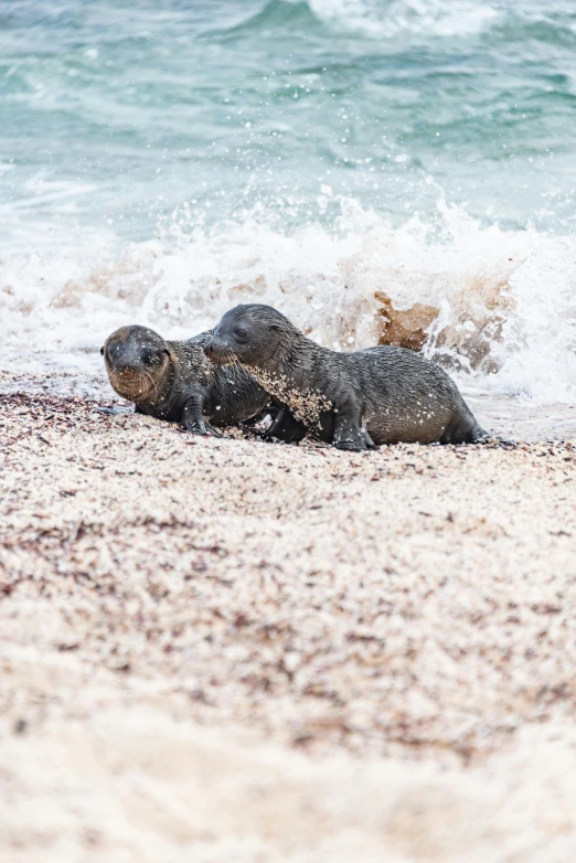 a seal laying on the sand of a beach