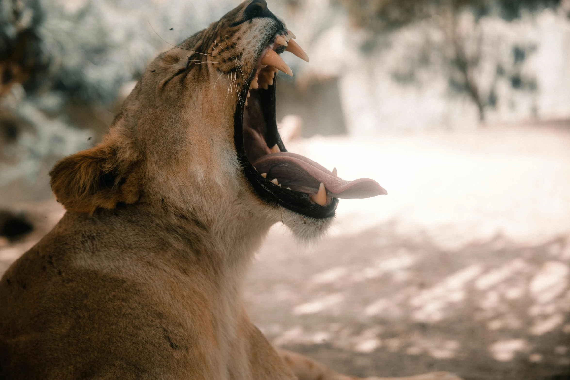 an open mouth of a lion snarling