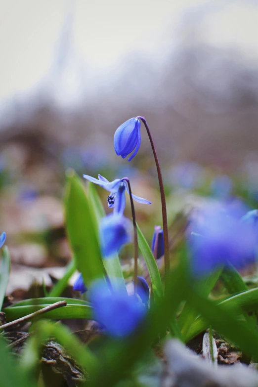 blue flowers in the middle of some green grass