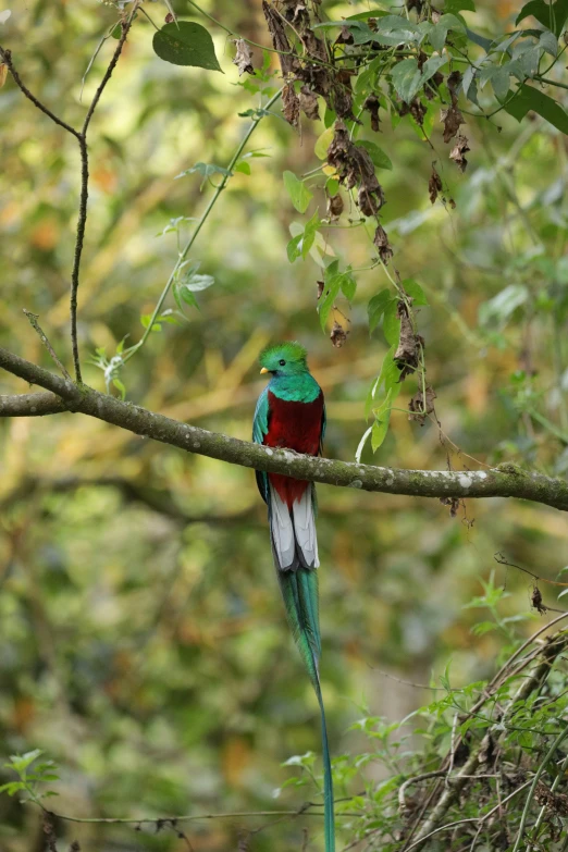 an exotic bird on nch in a forest