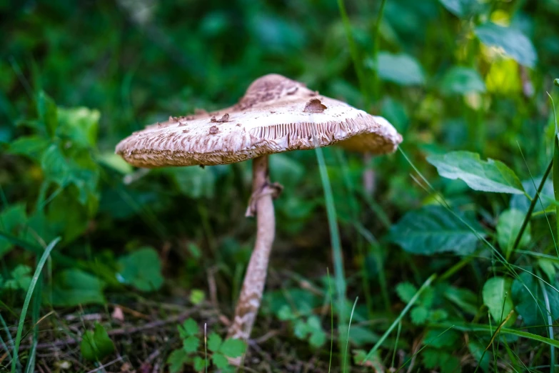 a mushroom is pictured sitting in the middle of grass