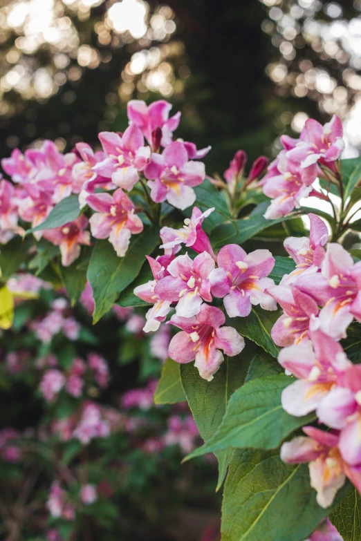 a bush of pink flowers near some trees