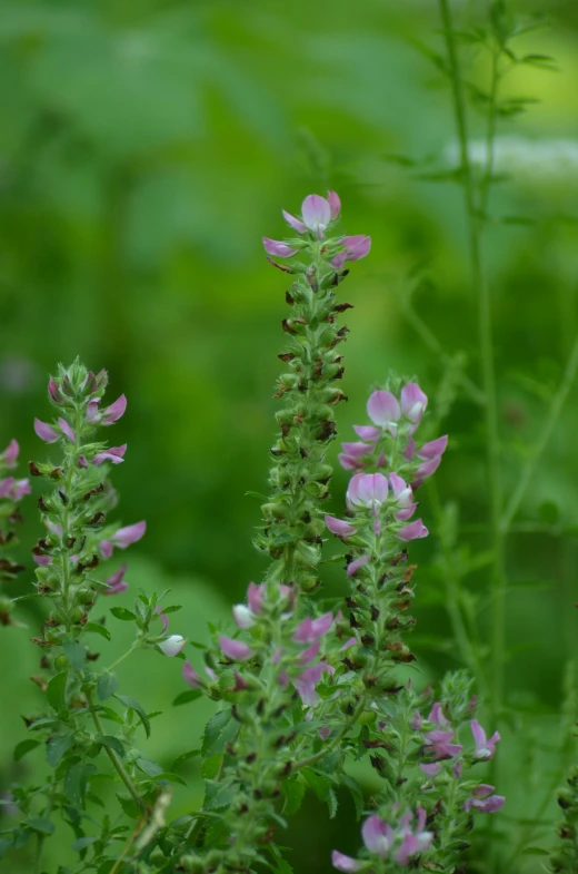 small pink flowers growing on a long stem in a garden