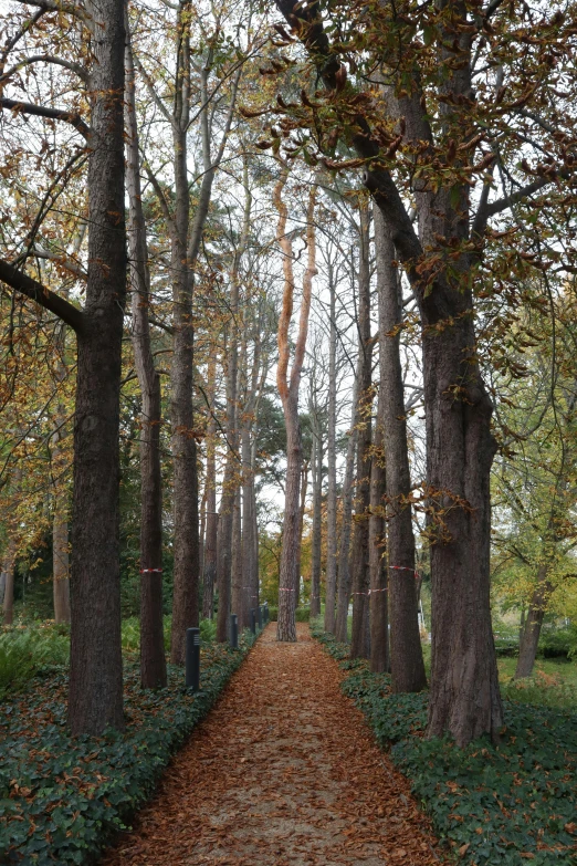 an empty path leads through the middle of trees