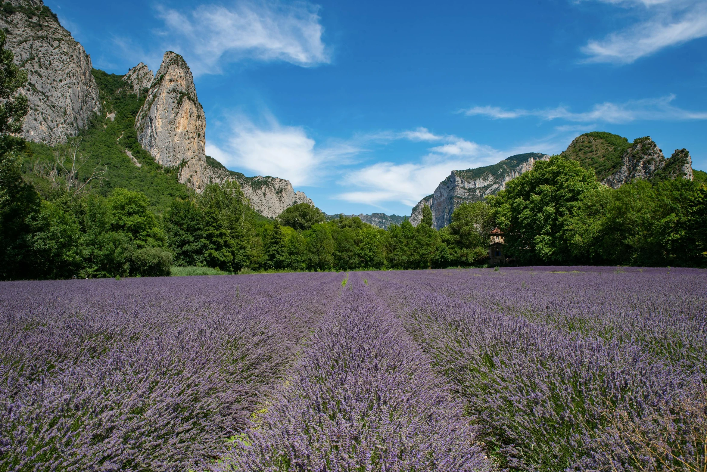 a big field full of purple flowers in front of some mountains