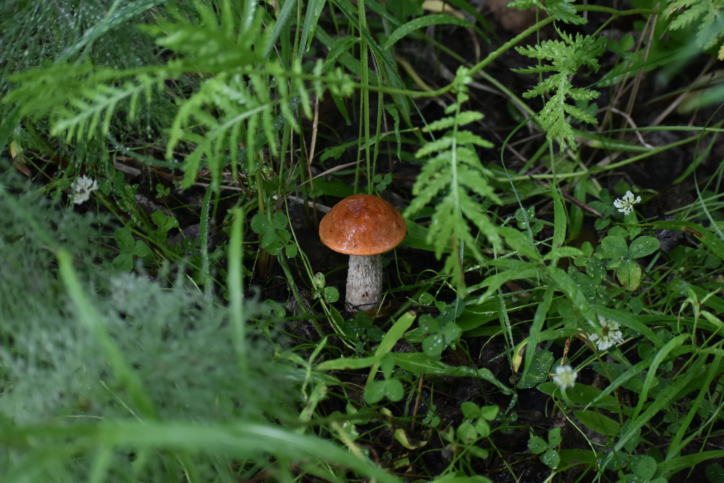 a mushroom in the forest is pictured in this image