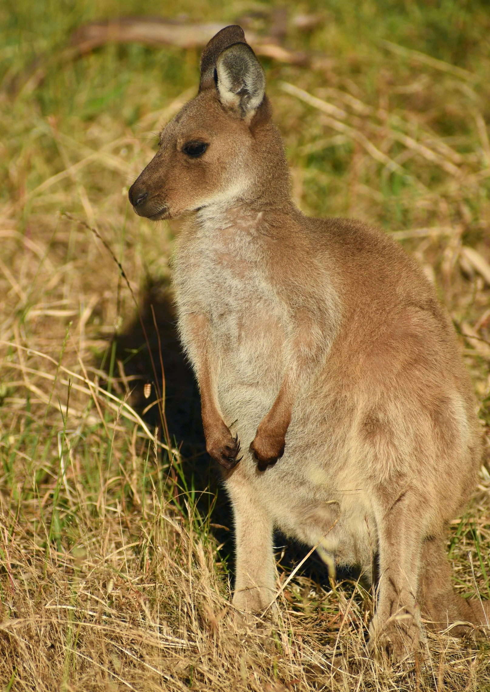 a small kangaroo standing on a dry grass field