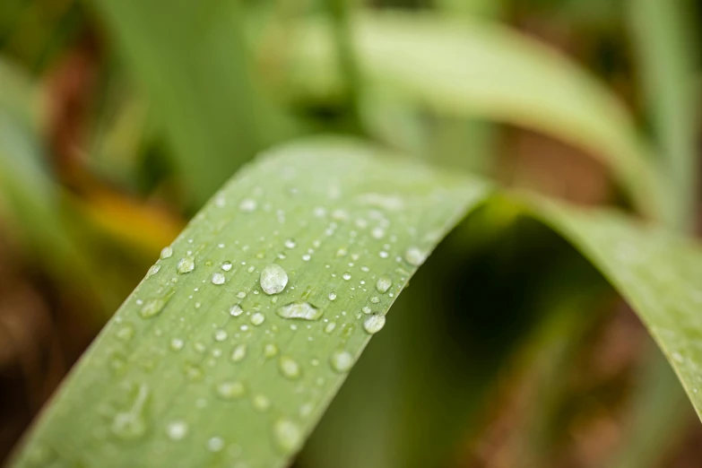 some green leaves with water droplets on them