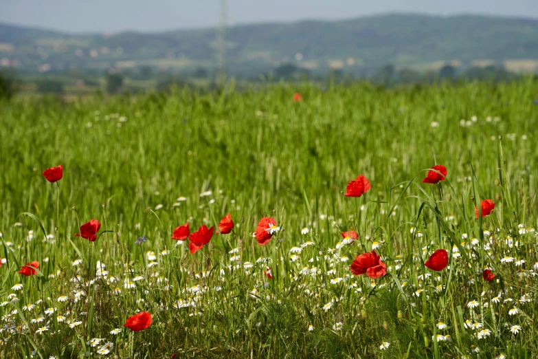 bright, colorful poppys in a field of flowers with mountains in the background