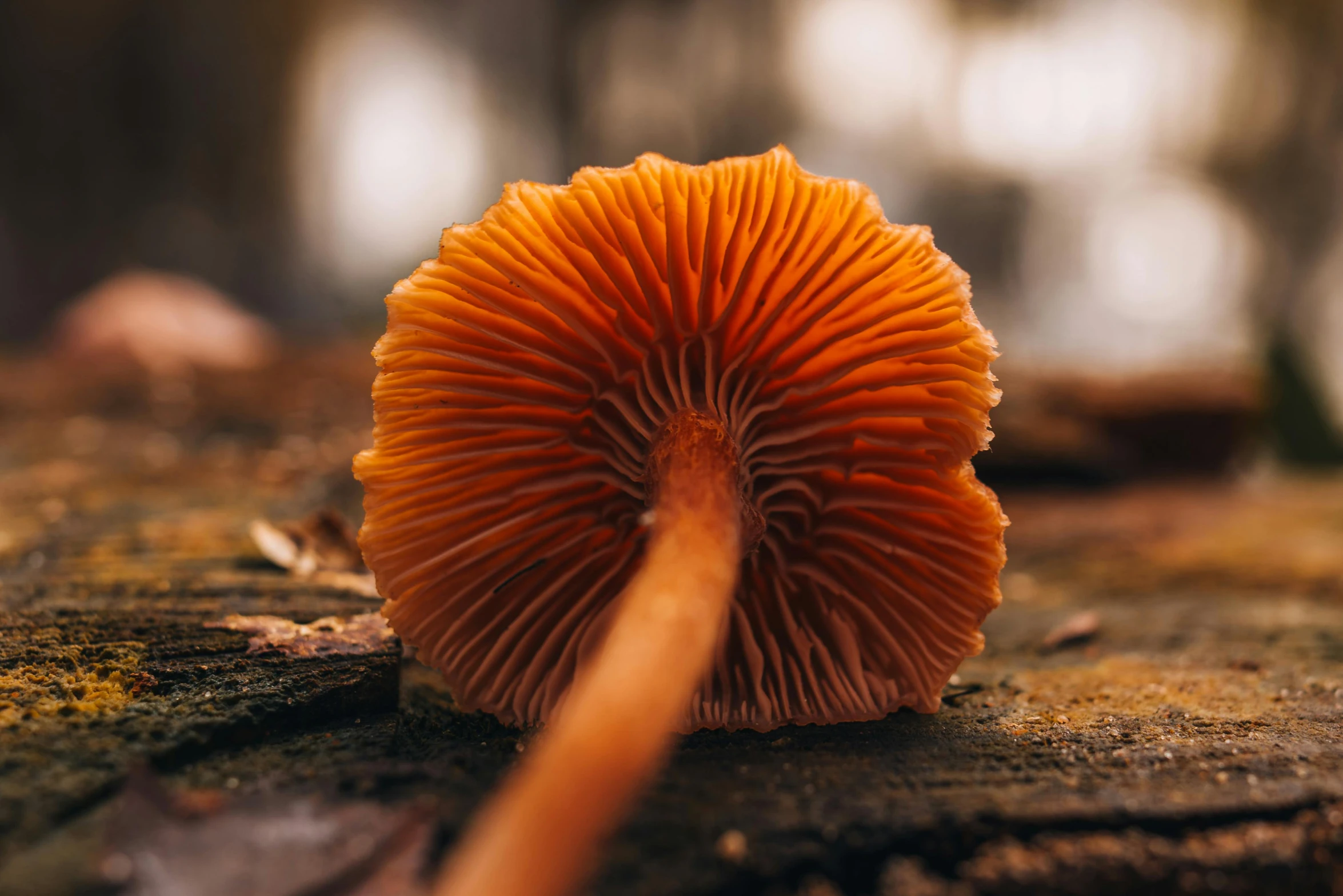 a very large orange mushroom with lots of spiky growth