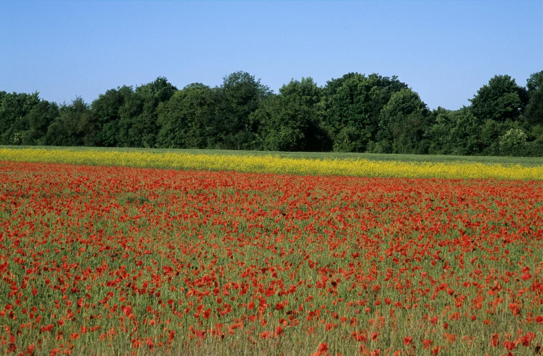 a large field full of wildflowers and trees