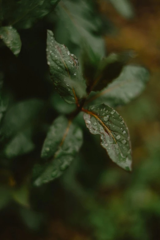 green leaves covered in dew in a forest