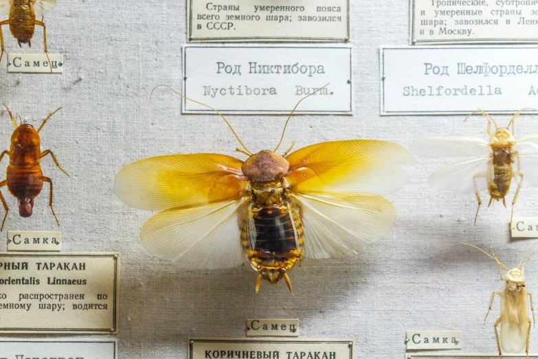 a bunch of bugs are displayed on a wall