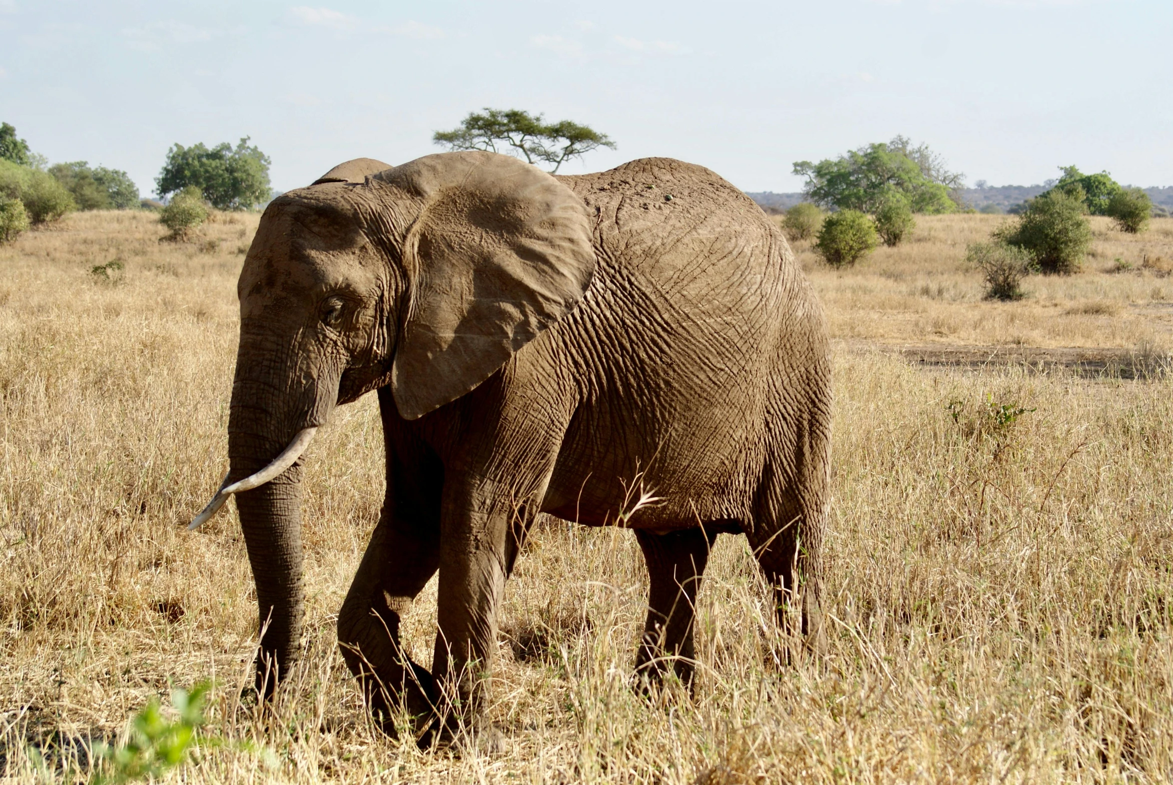 the elephant is walking in the tall dry grass