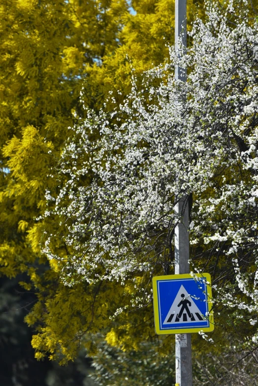 a blue pedestrian crossing sign is next to a tree