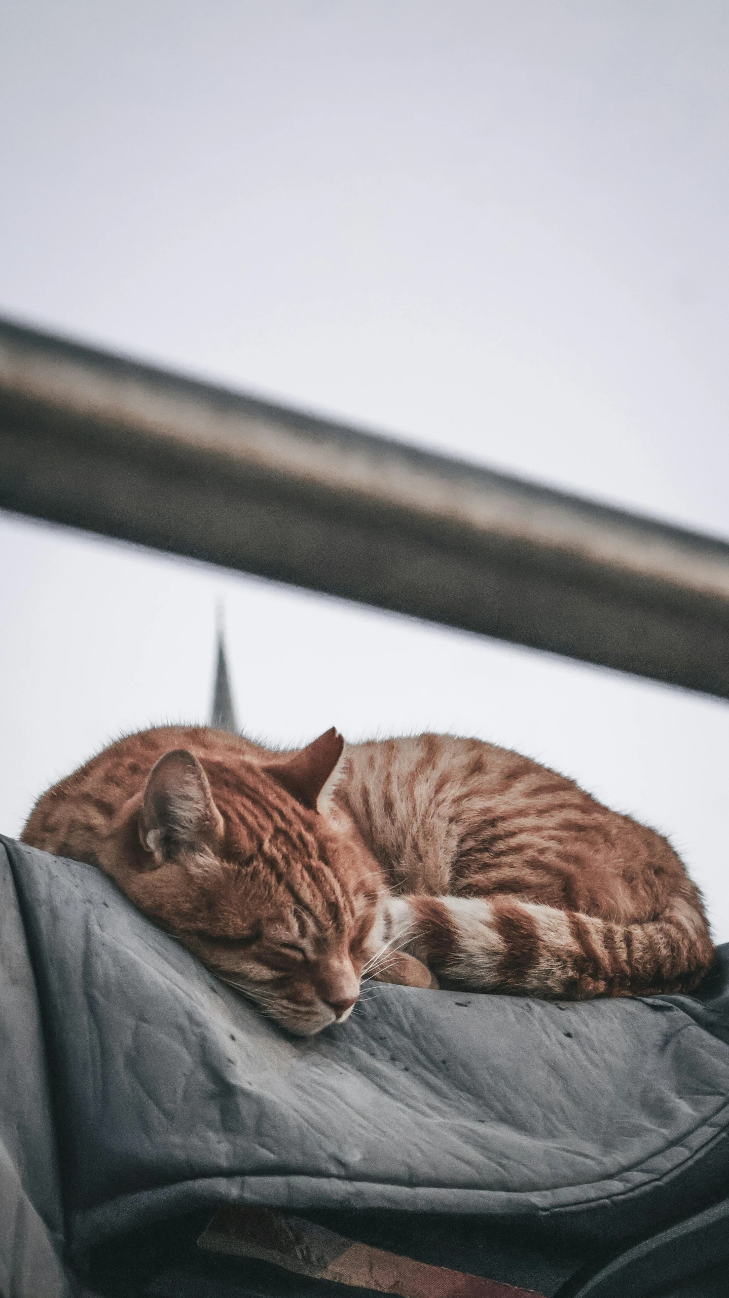 an orange cat lying on a couch with a grey background