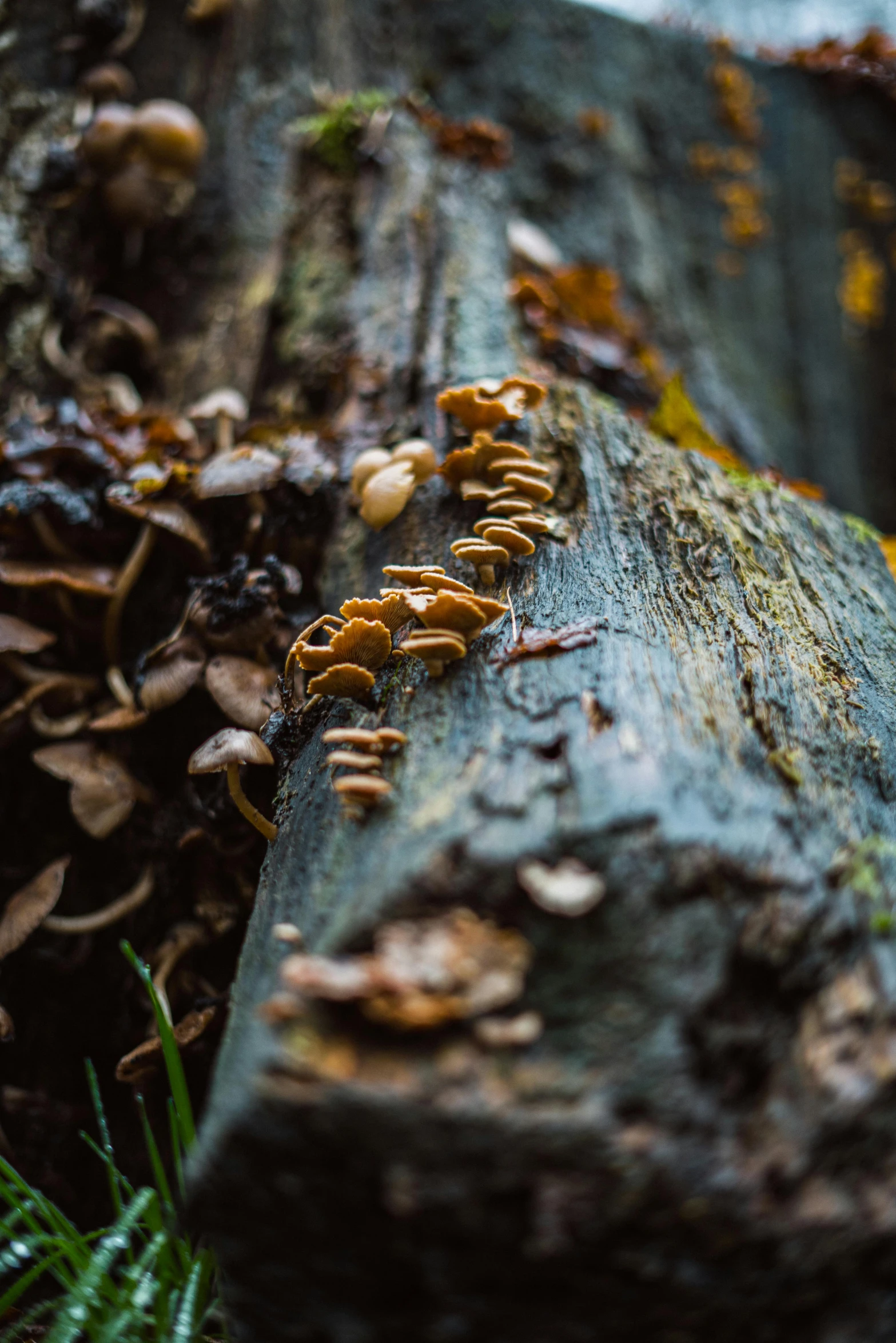 a tree nch with some small mushrooms growing on it