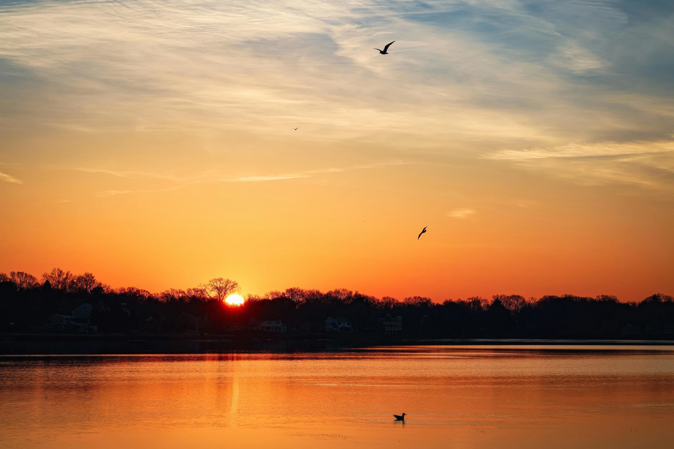 a lone bird flies at sunset near a calm river