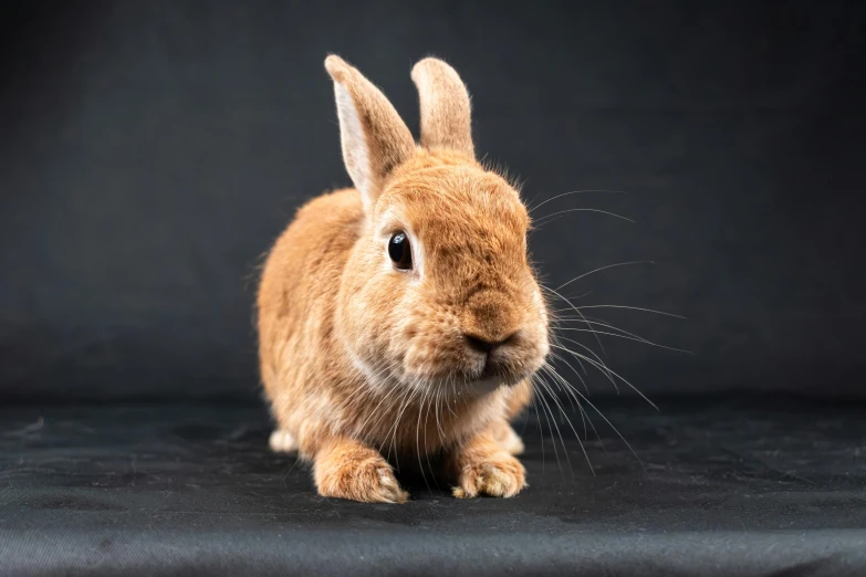 a little brown bunny sitting next to an adult one