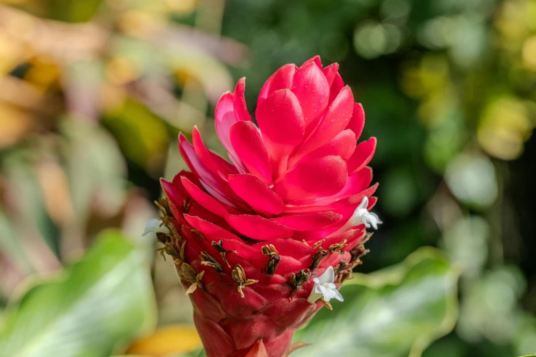 a bright red flower on a blurry green leaf background