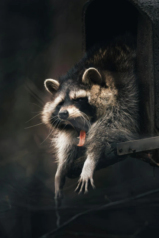 a rac yawning while trying to get out of a birdhouse