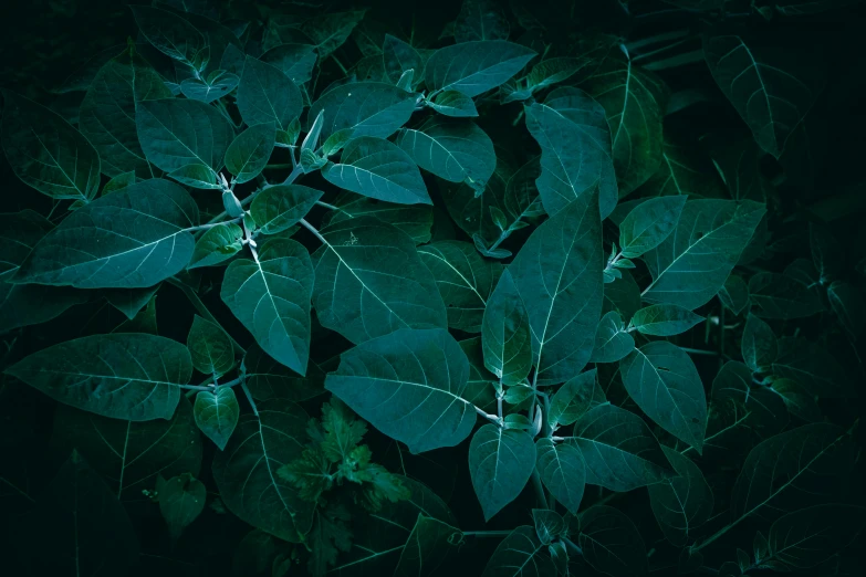 green leaves with white tips and dark background