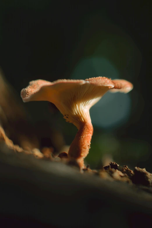 a little mushroom with its light reflecting off the ground