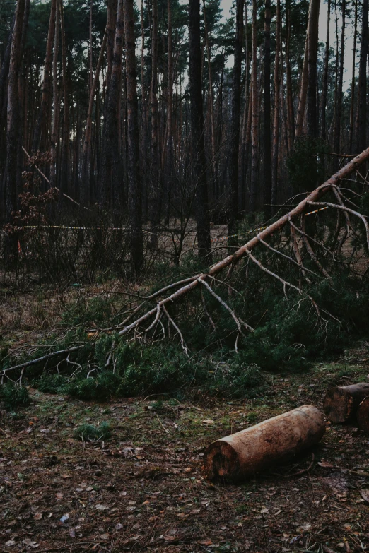 trees in the woods with downed nches and leaves