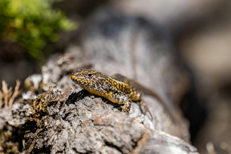 a small yellow and black lizard is sitting on a tree