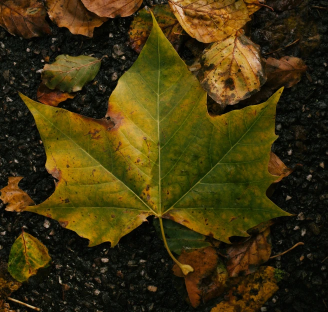 a single leaf lies on the ground next to leaves