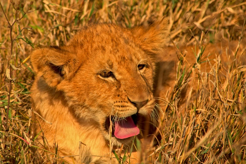 a lion sitting in the middle of grass