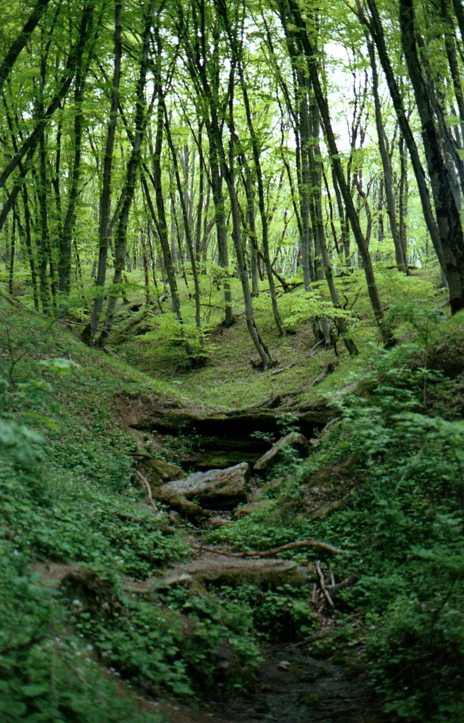 the trees in the forest are very thick