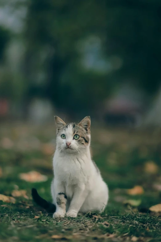 small white and grey cat sitting in a field of green grass