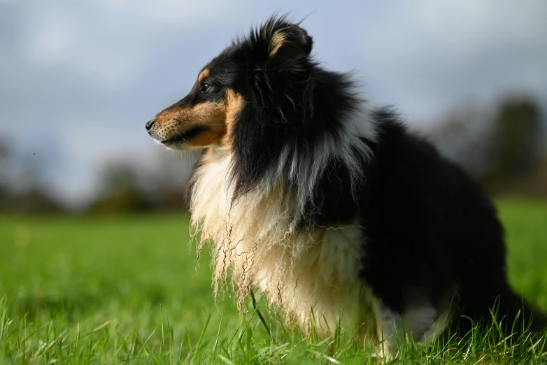 a very cute dog with long hair on a grass field