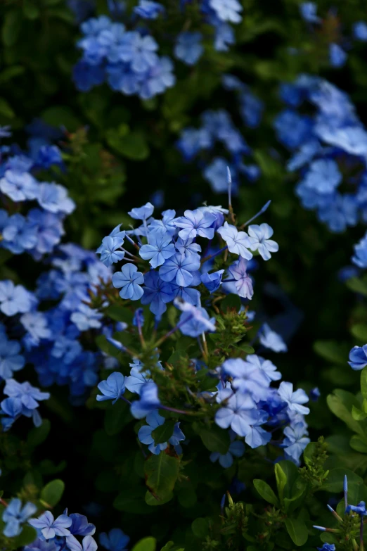 many blue flowers are growing in the garden