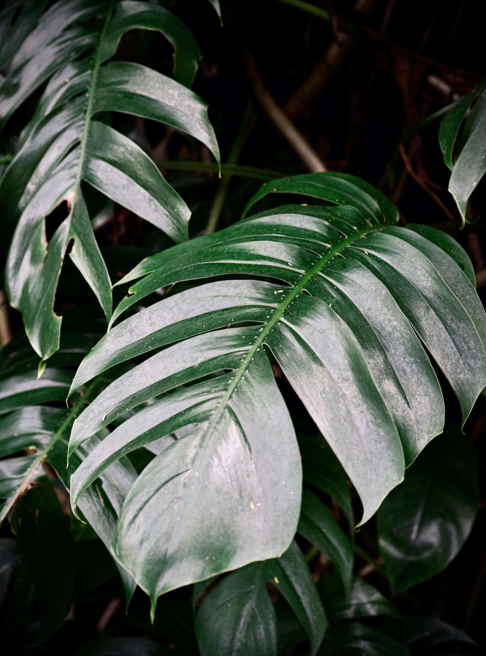 green leaves on a plant growing in the forest