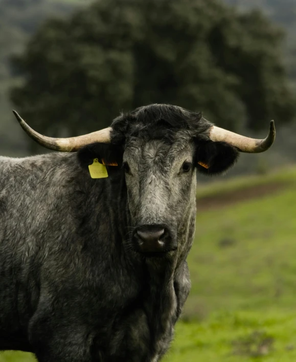 a cow that is standing in a grassy field