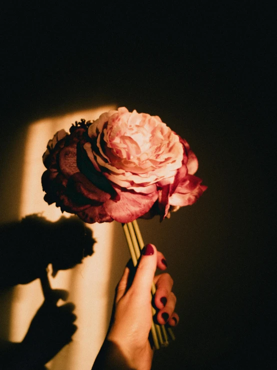 hand holding flower with dark shadows on wall