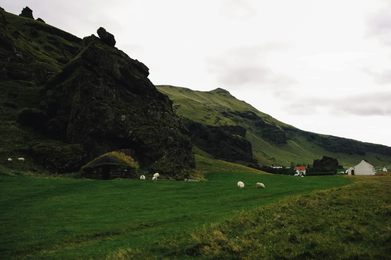 sheep grazing on the green grass of a hilly mountain area