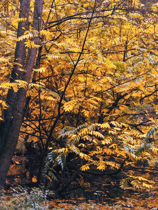 a forest with yellow trees and foliage in the fall