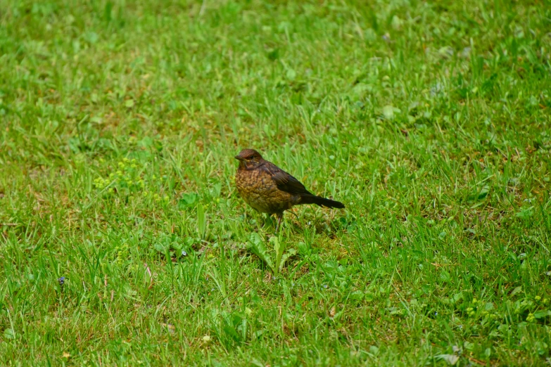 a bird sits in the grass outside