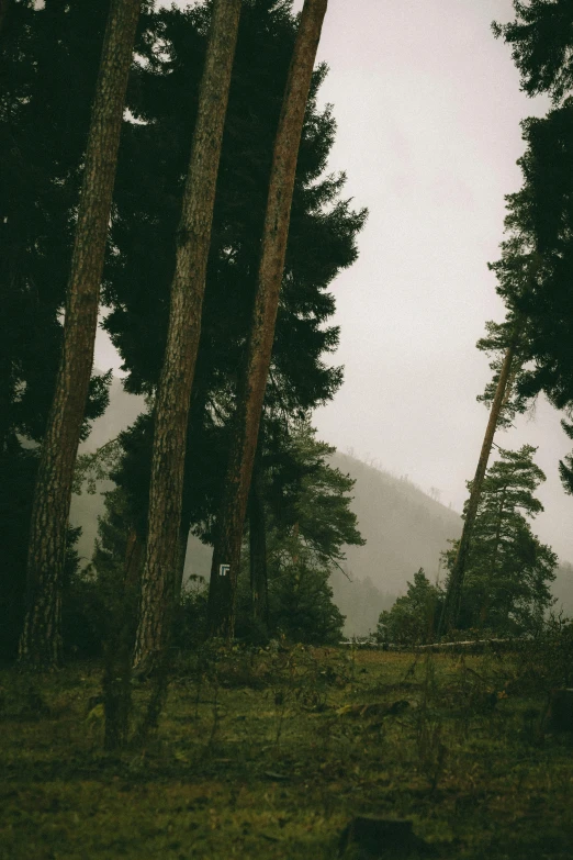 the trees and grassy field with one man walking