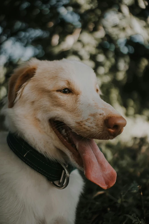 the dog with his tongue out is smiling