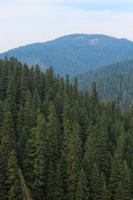 many trees are in the forest next to each other