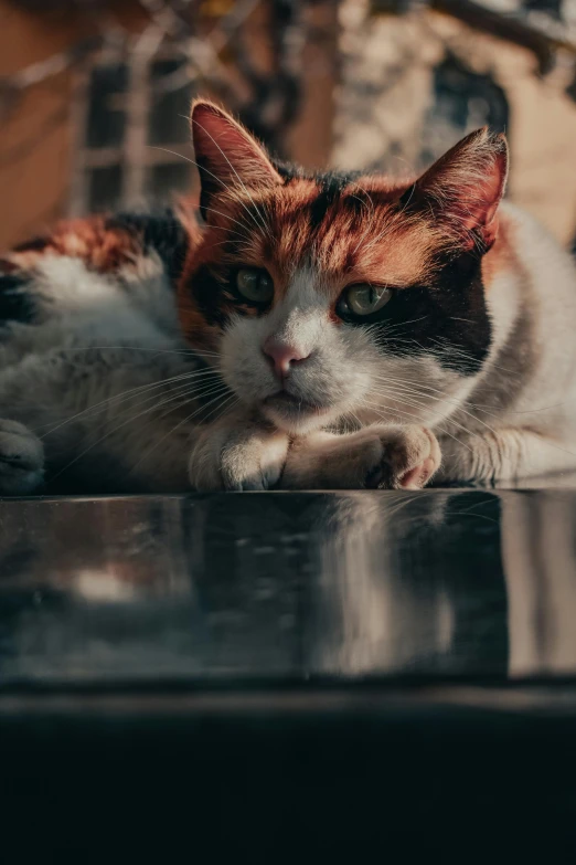 a brown and white cat laying on top of a counter
