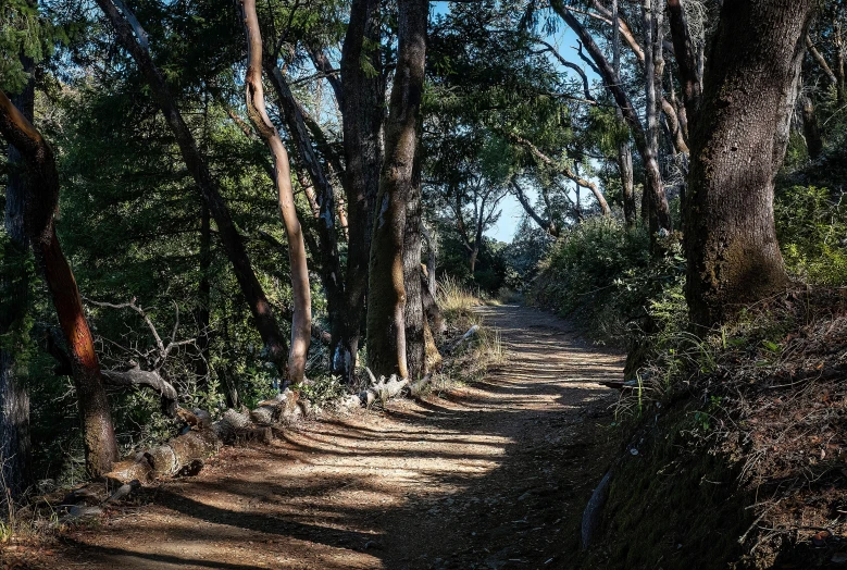 a dirt trail surrounded by forest on a sunny day