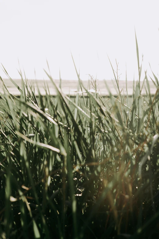 close up of a grass plant on a beach